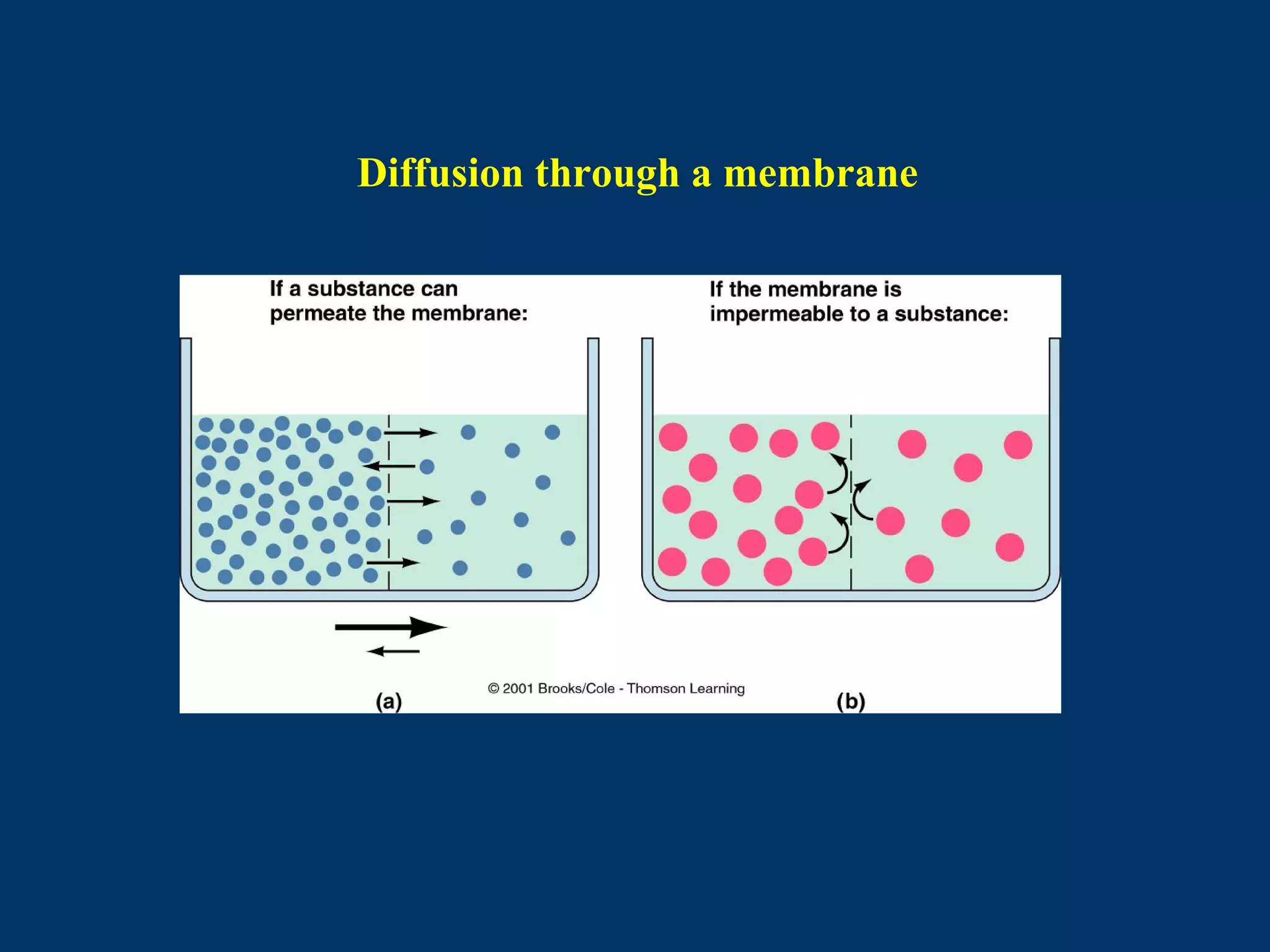 Diffusion through a membrane
 