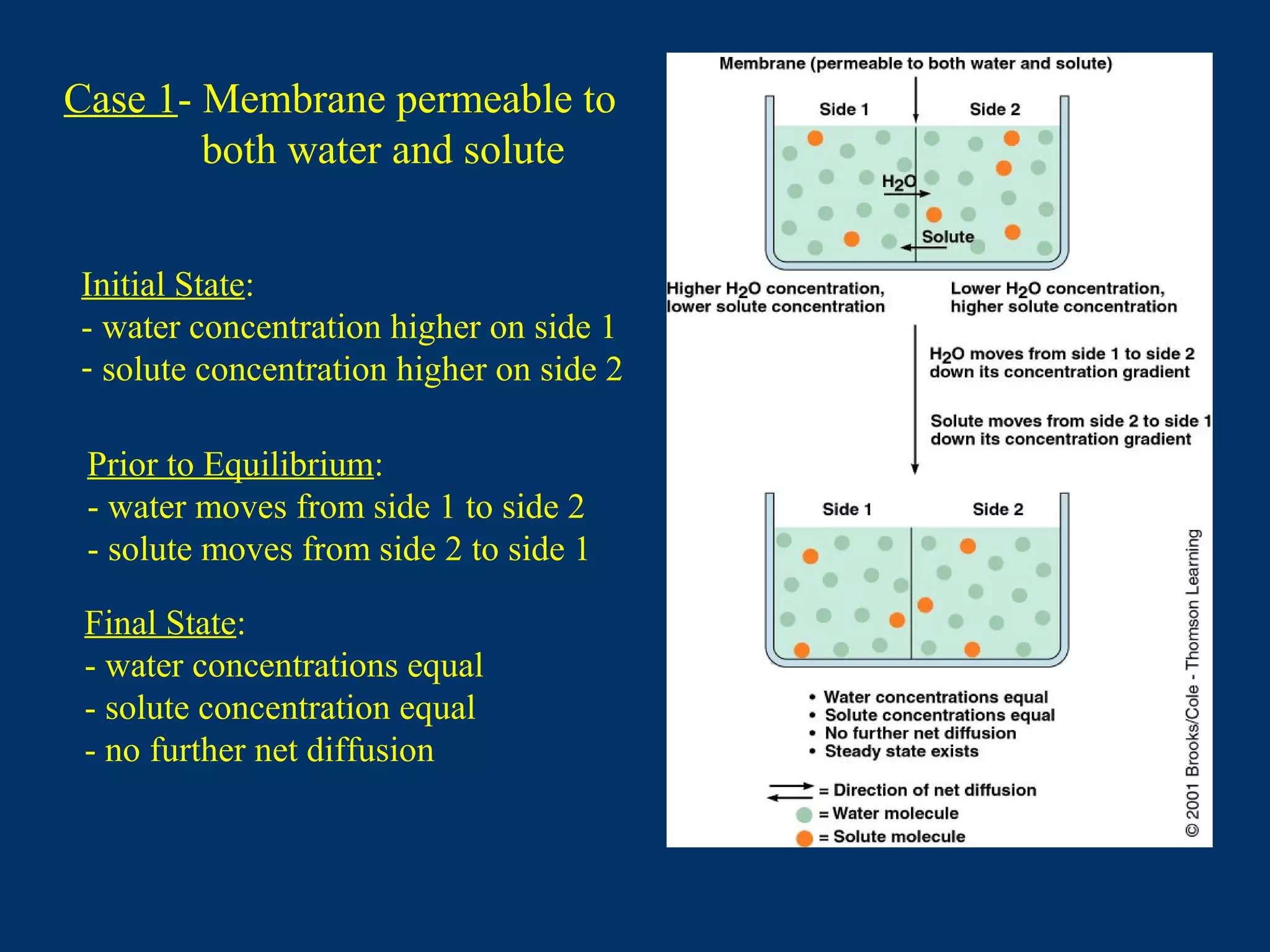 Case 1- Membrane permeable to
both water and solute
Prior to Equilibrium:
- water moves from side 1 to side 2
- solute moves from side 2 to side 1
Initial State:
- water concentration higher on side 1
- solute concentration higher on side 2
Final State:
- water concentrations equal
- solute concentration equal
- no further net diffusion
 