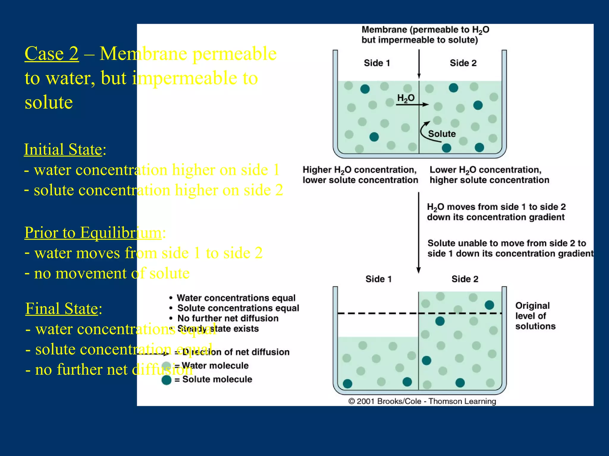 Case 2 – Membrane permeable
to water, but impermeable to
solute
Prior to Equilibrium:
- water moves from side 1 to side 2
- no movement of solute
Initial State:
- water concentration higher on side 1
- solute concentration higher on side 2
Final State:
- water concentrations equal
- solute concentration equal
- no further net diffusion
 