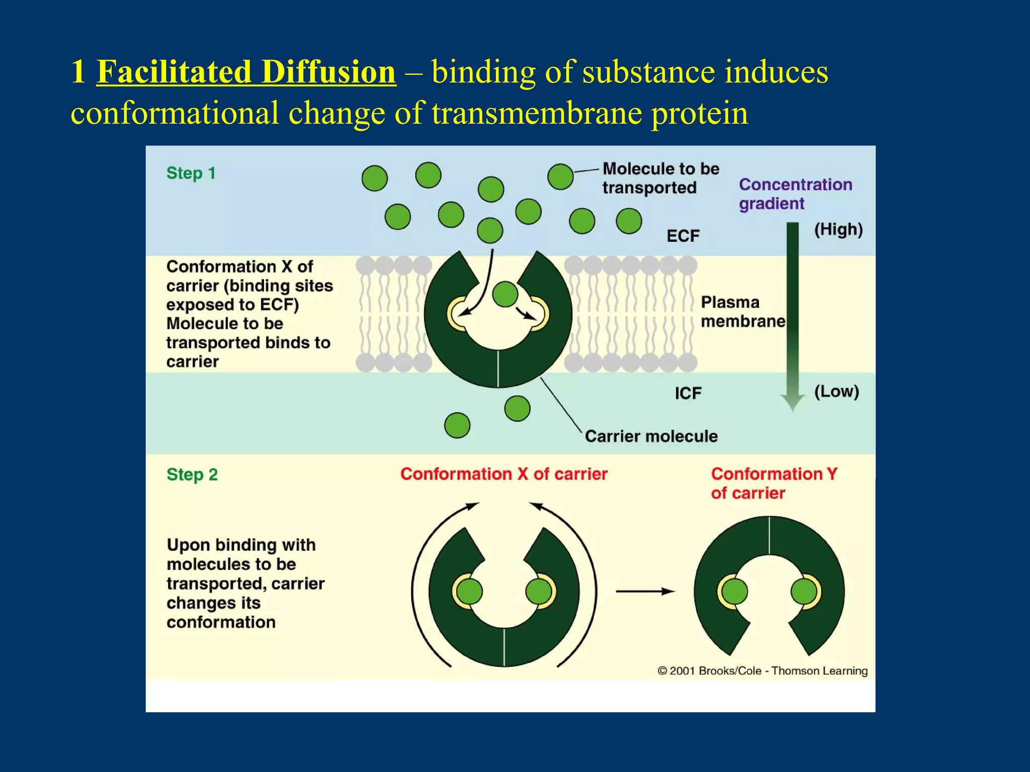 1 Facilitated Diffusion – binding of substance induces
conformational change of transmembrane protein
 