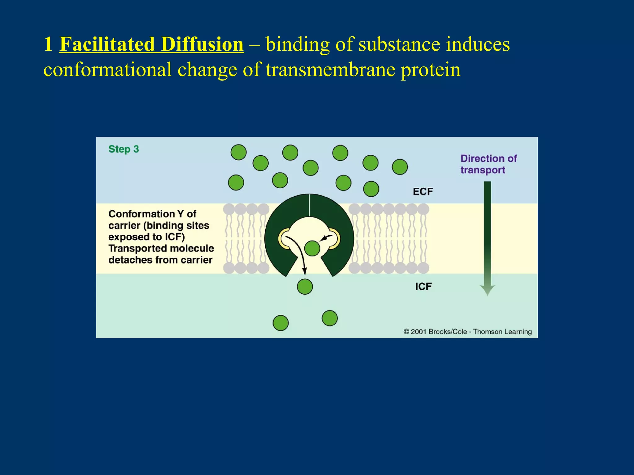 1 Facilitated Diffusion – binding of substance induces
conformational change of transmembrane protein
 