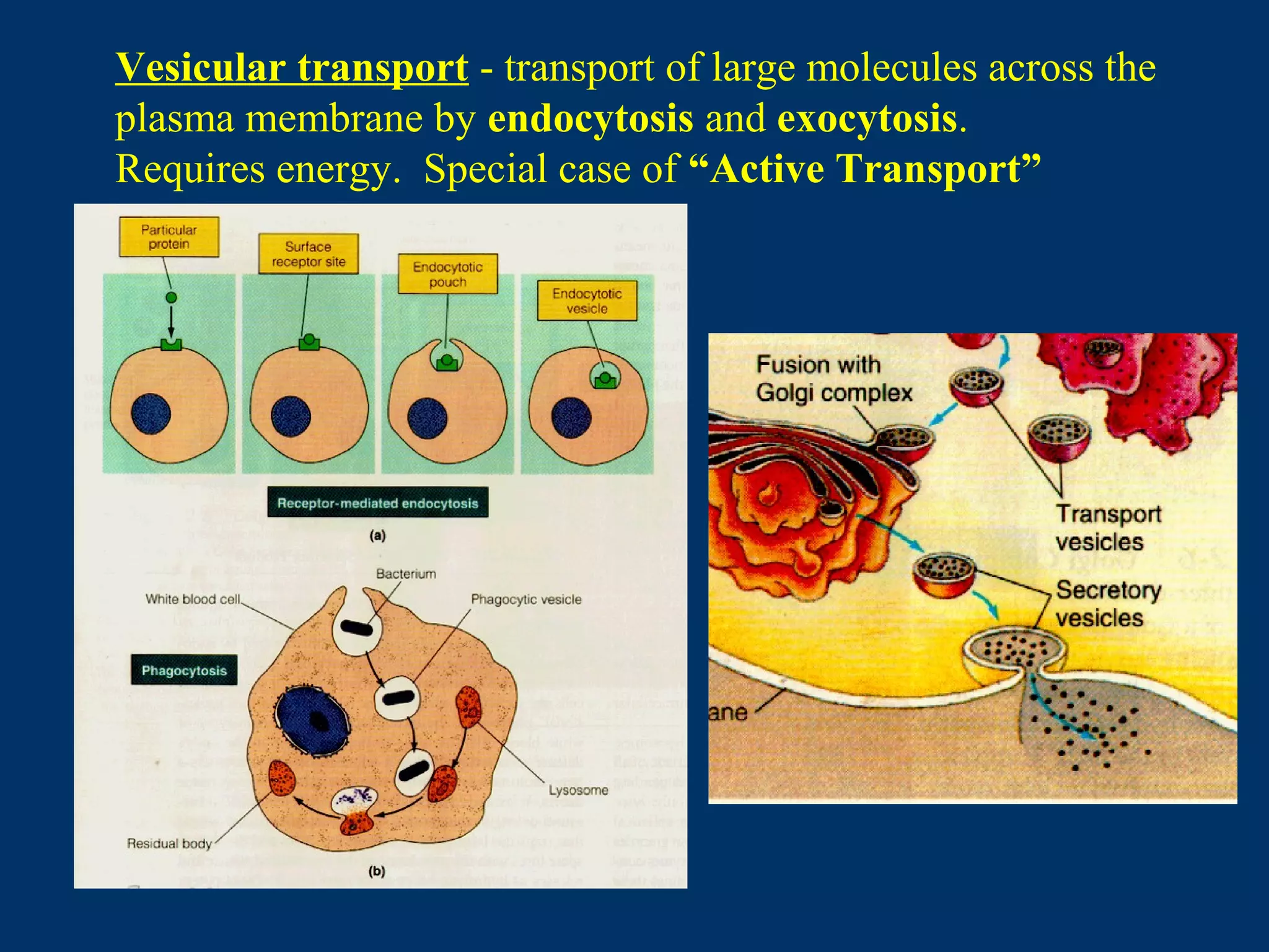 Vesicular transport - transport of large molecules across the
plasma membrane by endocytosis and exocytosis.
Requires energy. Special case of “Active Transport”
 