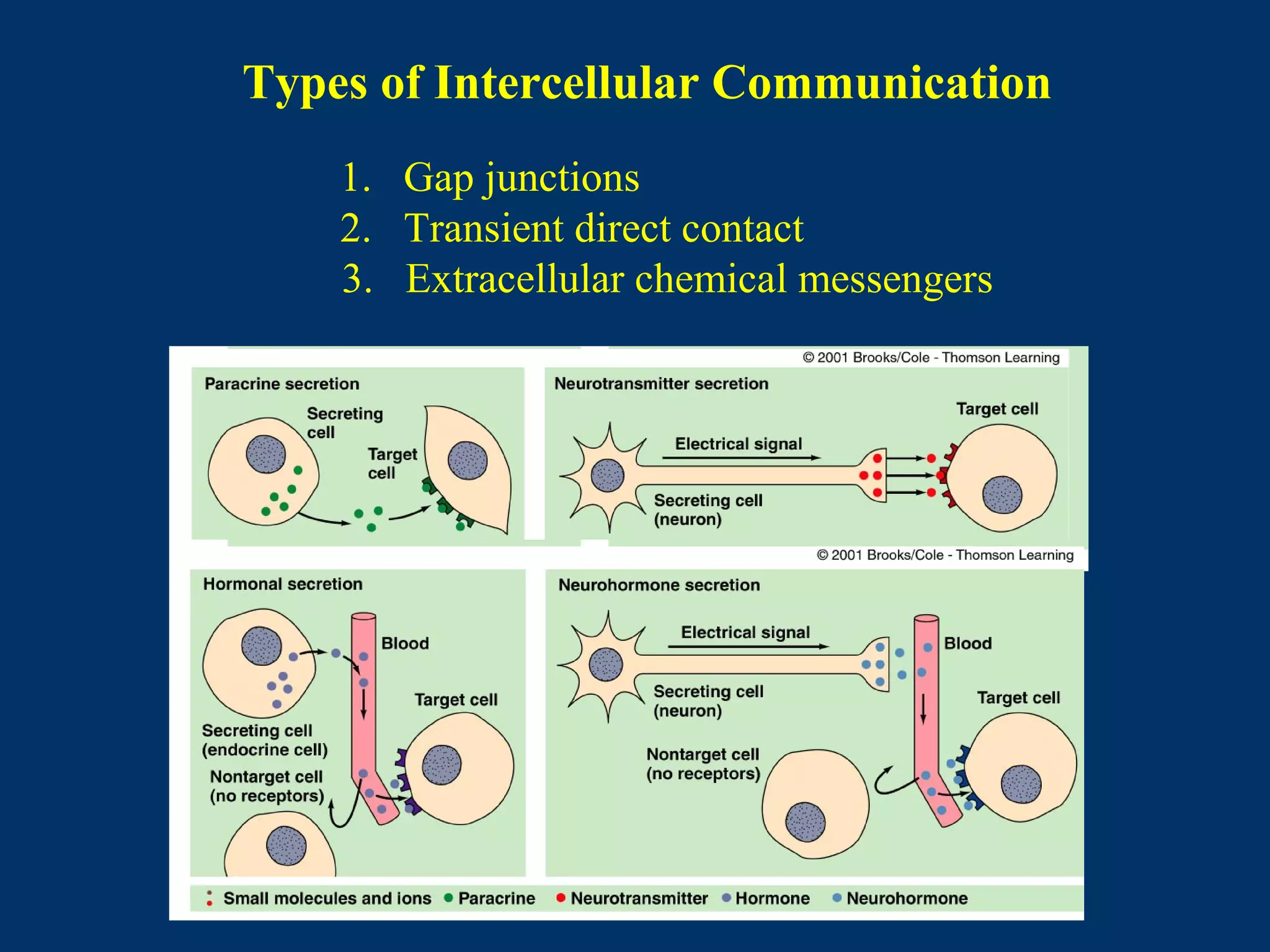 Types of Intercellular Communication
1. Gap junctions
2. Transient direct contact
3. Extracellular chemical messengers
 
