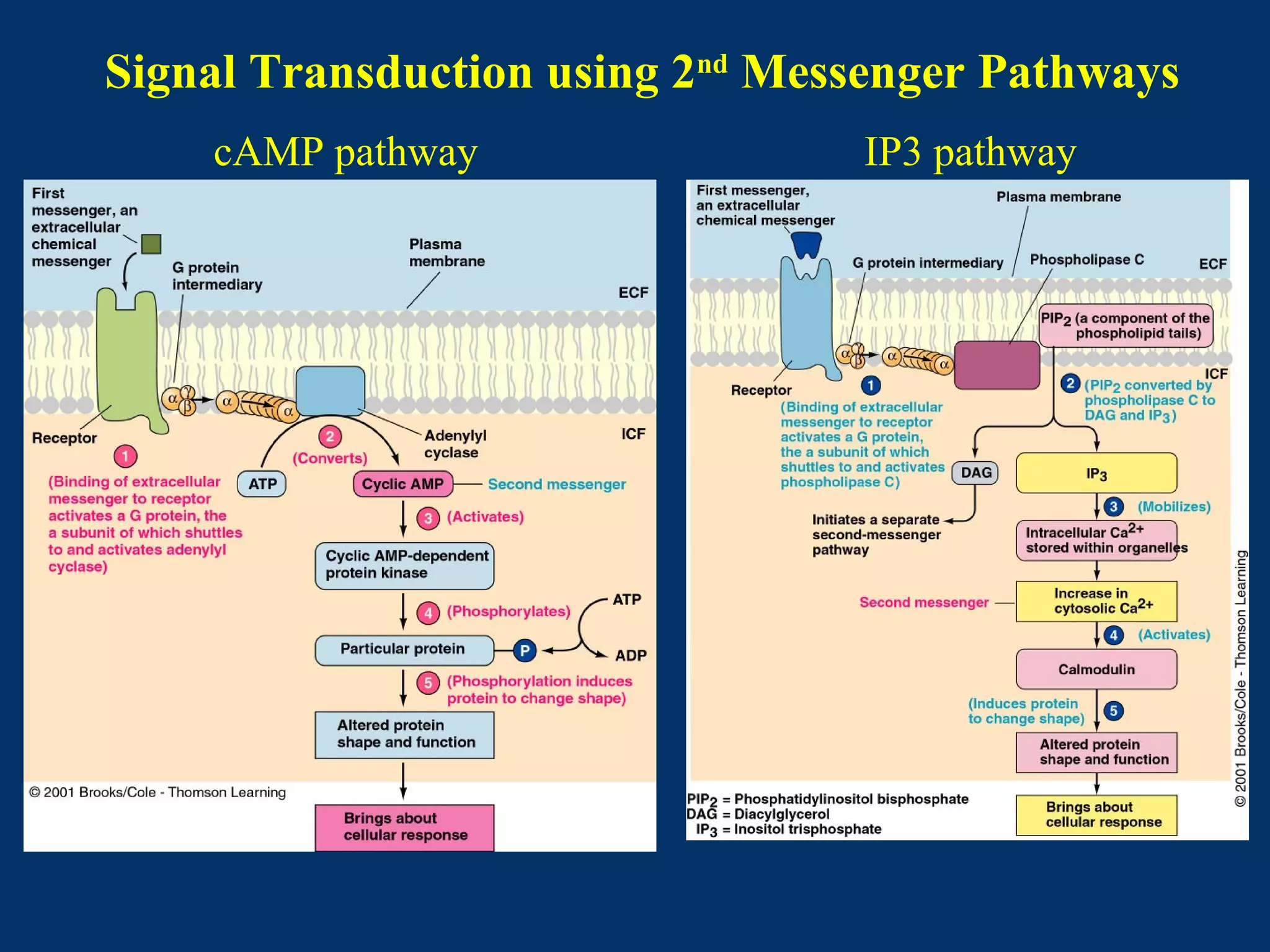 Signal Transduction using 2nd
Messenger Pathways
cAMP pathway IP3 pathway
 