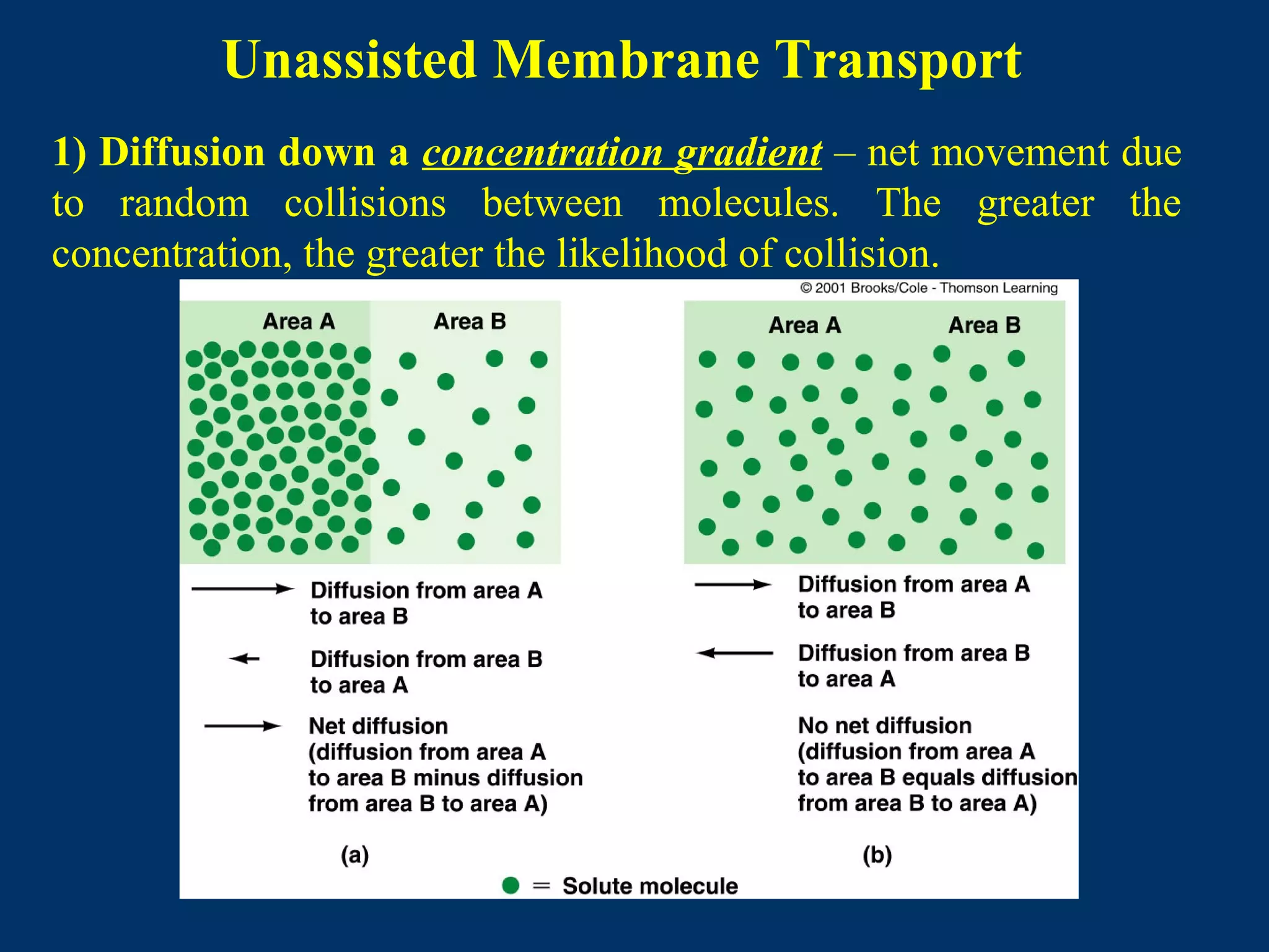 Unassisted Membrane Transport
1) Diffusion down a concentration gradient – net movement due
to random collisions between molecules. The greater the
concentration, the greater the likelihood of collision.
 