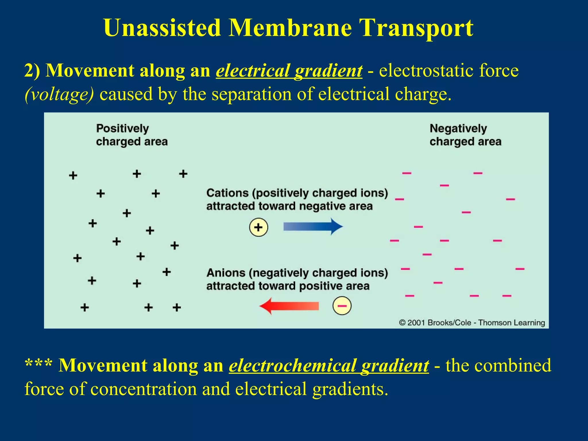 Unassisted Membrane Transport
2) Movement along an electrical gradient - electrostatic force
(voltage) caused by the separation of electrical charge.
*** Movement along an electrochemical gradient - the combined
force of concentration and electrical gradients.
 