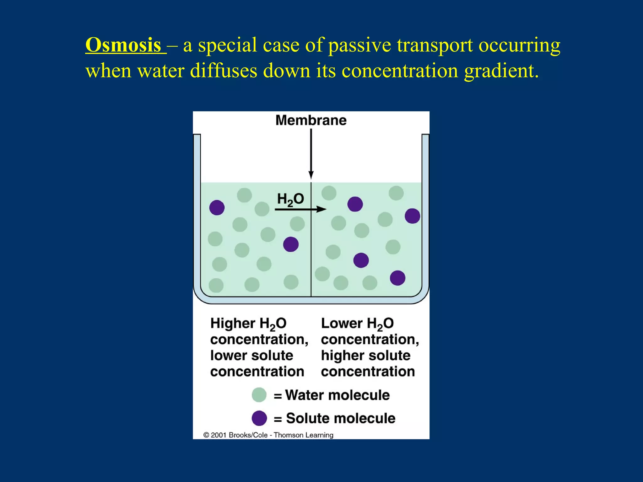 Osmosis – a special case of passive transport occurring
when water diffuses down its concentration gradient.
 