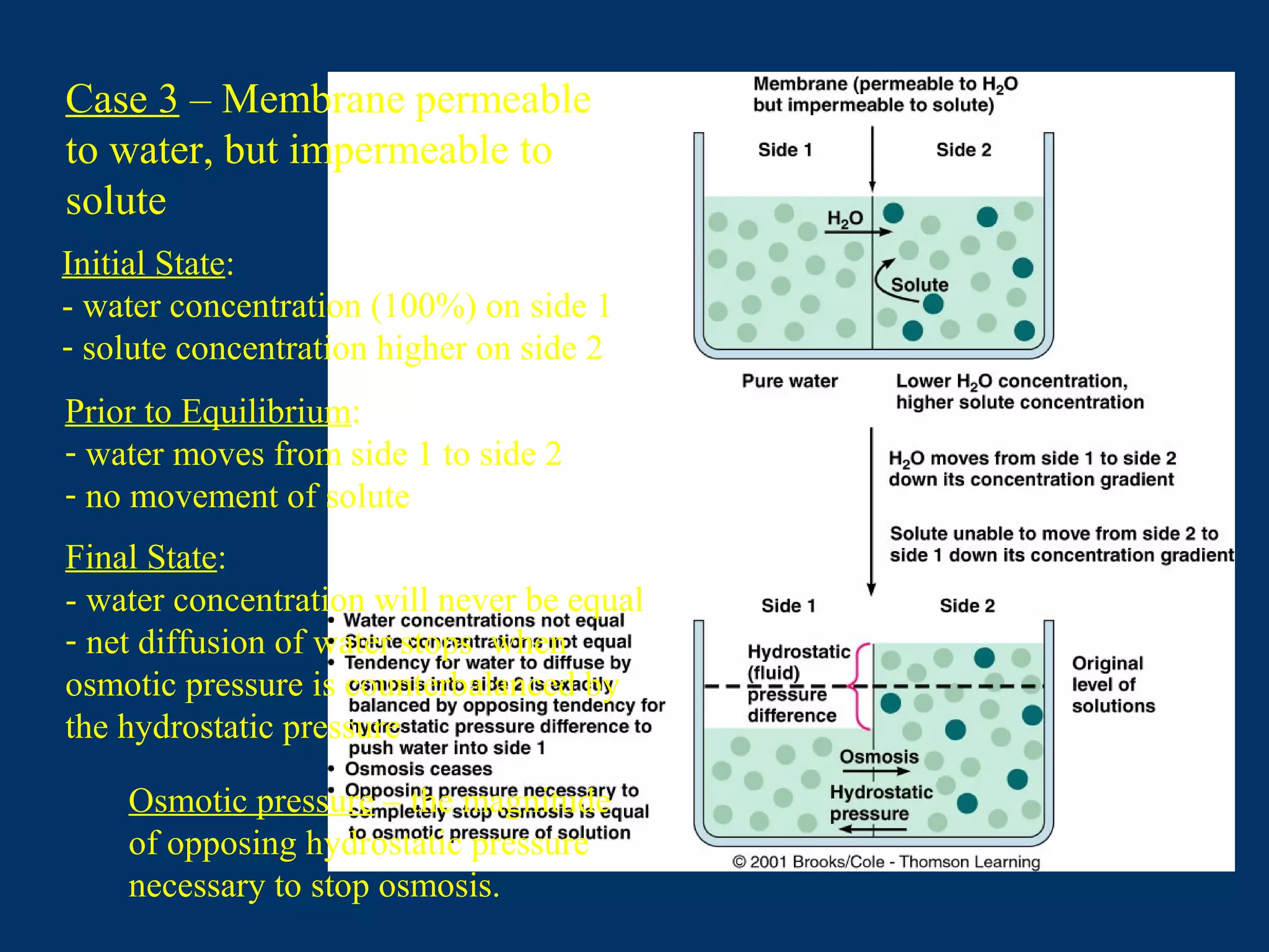 Osmotic pressure – the magnitude
of opposing hydrostatic pressure
necessary to stop osmosis.
Case 3 – Membrane permeable
to water, but impermeable to
solute
Initial State:
- water concentration (100%) on side 1
- solute concentration higher on side 2
Prior to Equilibrium:
- water moves from side 1 to side 2
- no movement of solute
Final State:
- water concentration will never be equal
- net diffusion of water stops when
osmotic pressure is counterbalanced by
the hydrostatic pressure
 