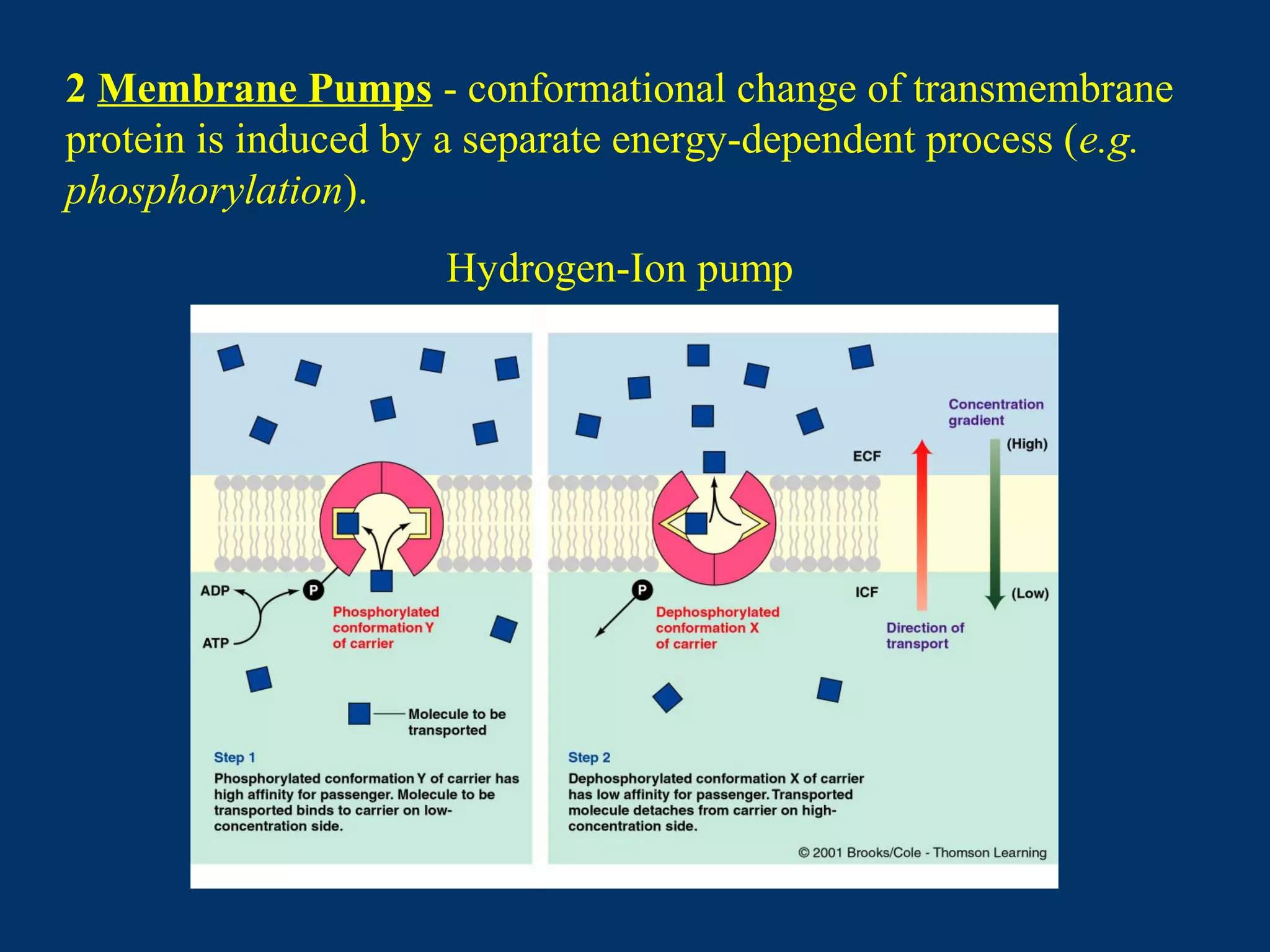 2 Membrane Pumps - conformational change of transmembrane
protein is induced by a separate energy-dependent process (e.g.
phosphorylation).
Hydrogen-Ion pump
 