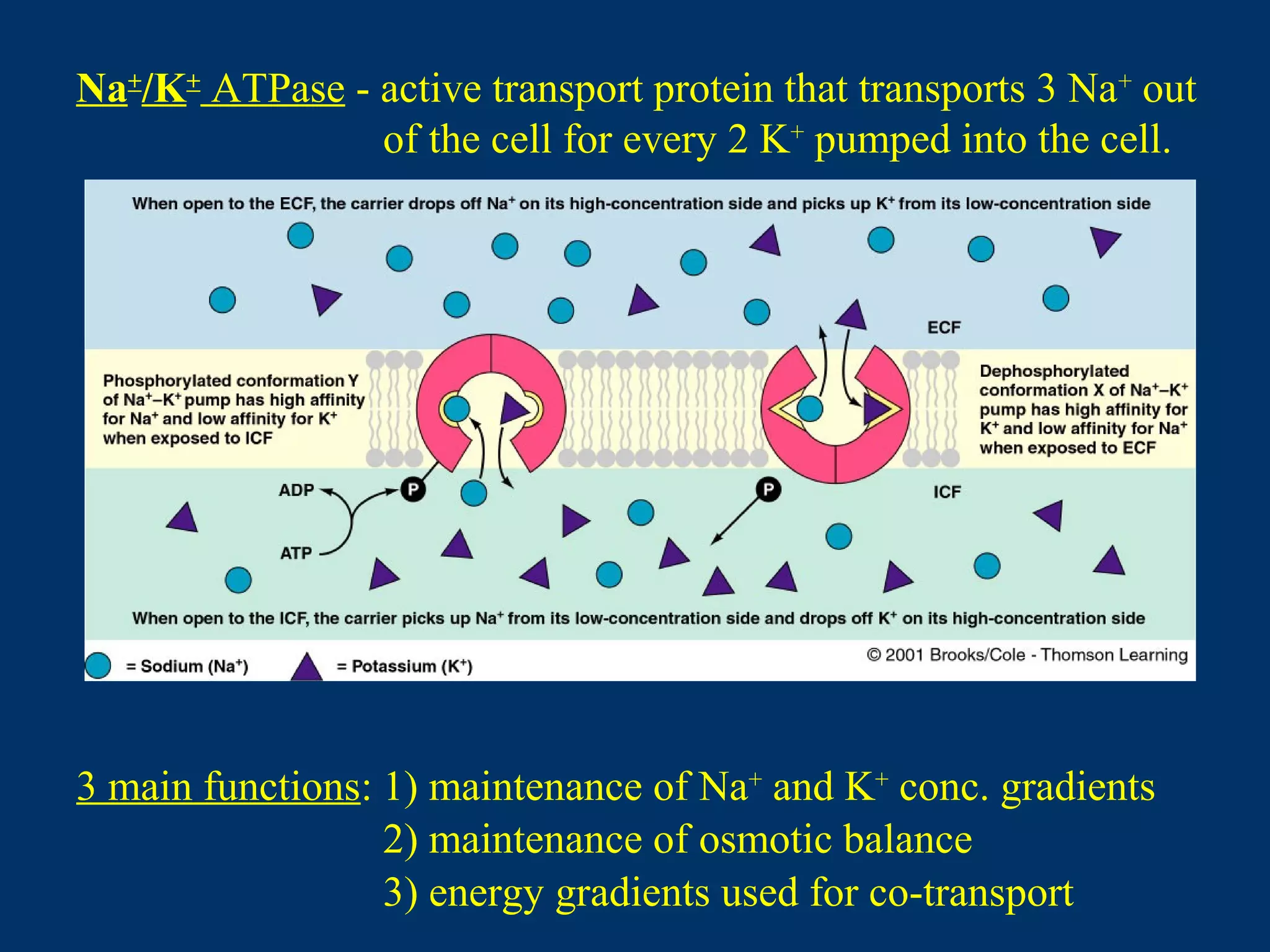 Na+
/K+
ATPase - active transport protein that transports 3 Na+
out
of the cell for every 2 K+
pumped into the cell.
1) maintenance of Na+
and K+
conc. gradients
2) maintenance of osmotic balance
3) energy gradients used for co-transport
3 main functions:
 