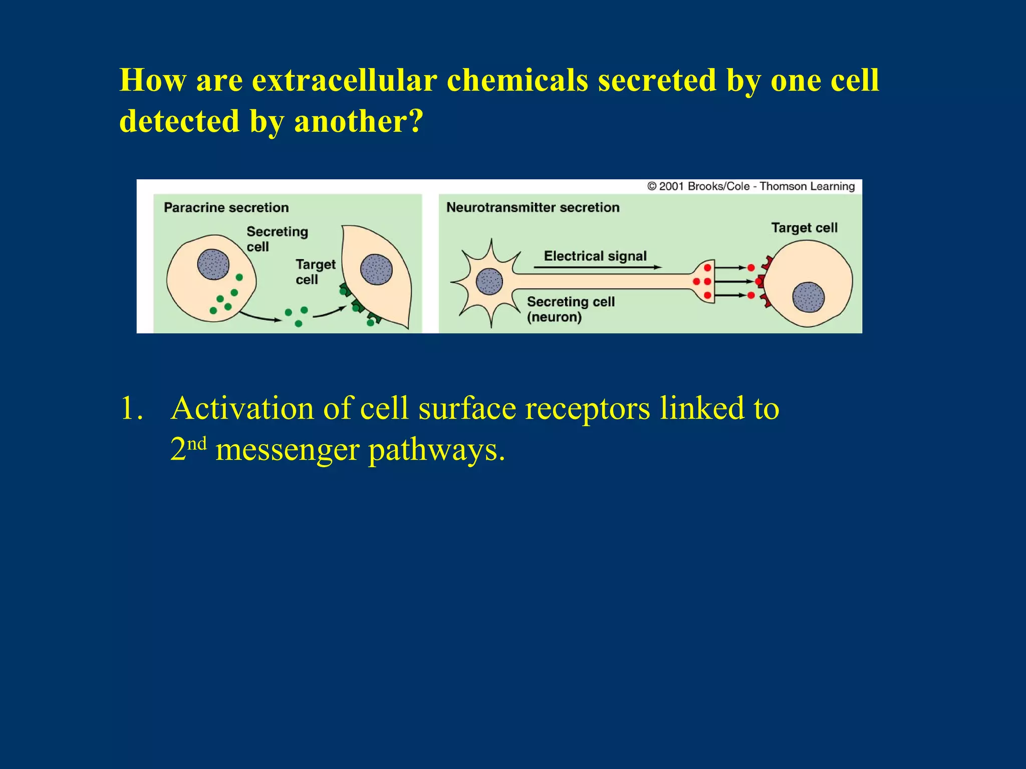 How are extracellular chemicals secreted by one cell
detected by another?
1. Activation of cell surface receptors linked to
2nd
messenger pathways.
 