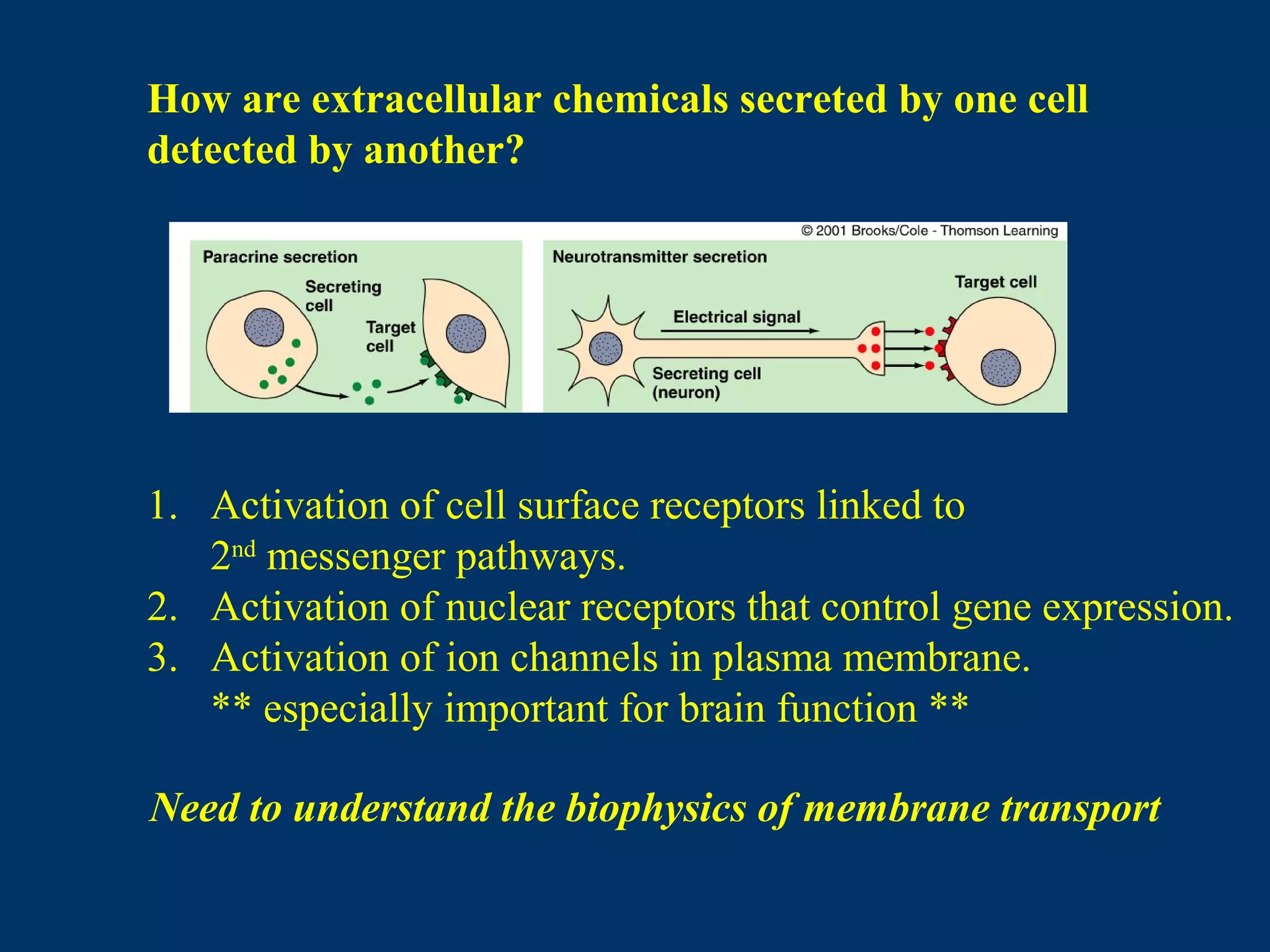 How are extracellular chemicals secreted by one cell
detected by another?
1. Activation of cell surface receptors linked to
2nd
messenger pathways.
2. Activation of nuclear receptors that control gene expression.
3. Activation of ion channels in plasma membrane.
** especially important for brain function **
Need to understand the biophysics of membrane transport
 