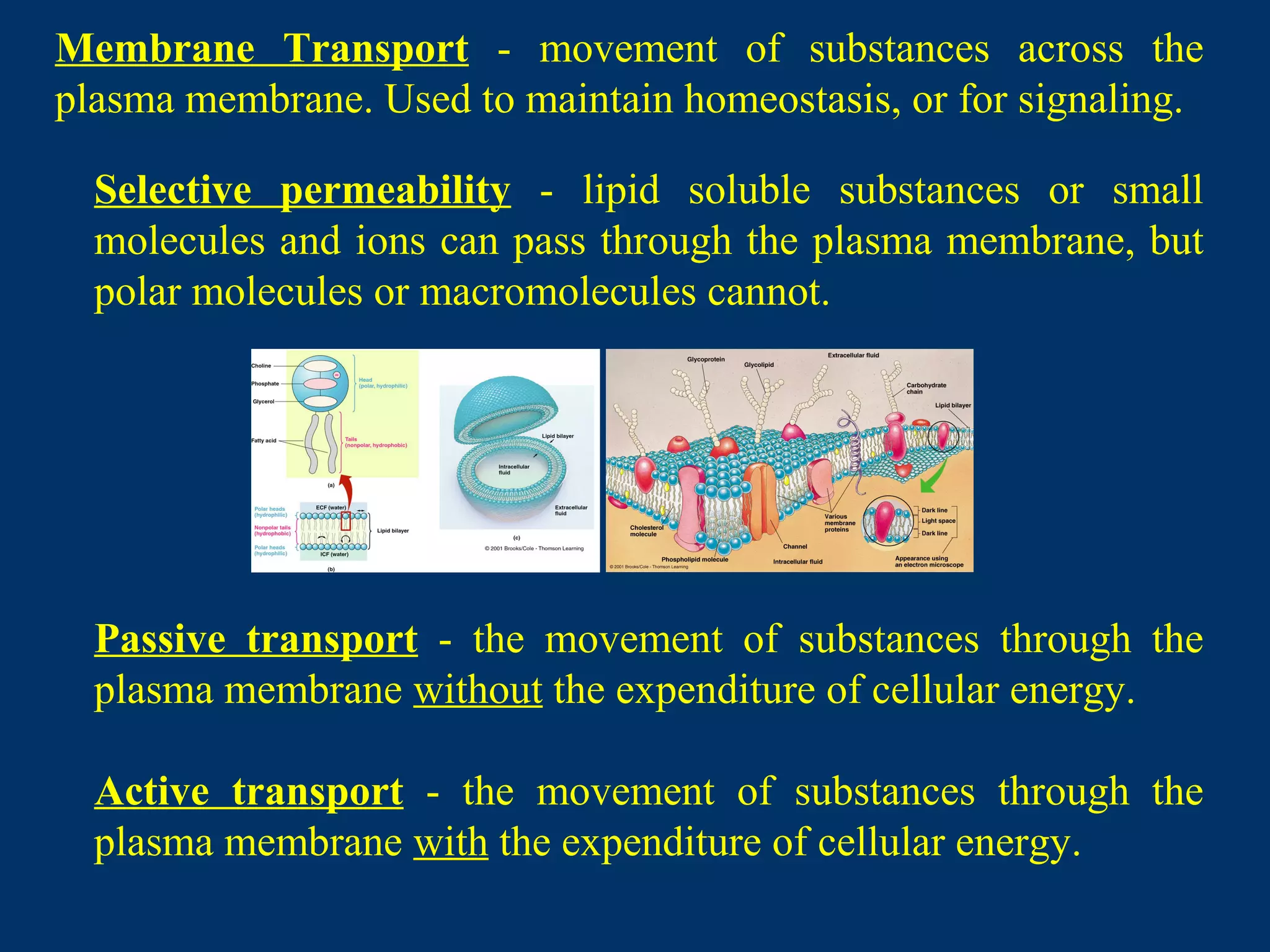 Membrane Transport - movement of substances across the
plasma membrane. Used to maintain homeostasis, or for signaling.
Selective permeability - lipid soluble substances or small
molecules and ions can pass through the plasma membrane, but
polar molecules or macromolecules cannot.
Passive transport - the movement of substances through the
plasma membrane without the expenditure of cellular energy.
Active transport - the movement of substances through the
plasma membrane with the expenditure of cellular energy.
 