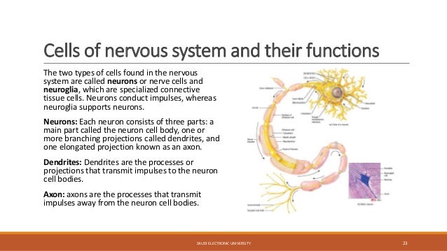 what are three types of neurons and their functions what are three types of neurons and their functions