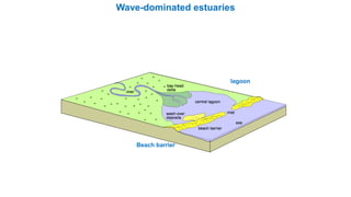 Beach barrier
lagoon
Wave-dominated estuaries
 