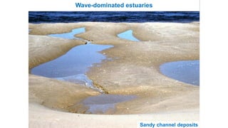 Wave-dominated estuaries
Sandy channel deposits
 