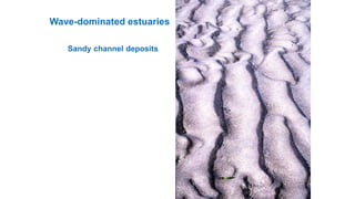 Wave-dominated estuaries
Sandy channel deposits
 