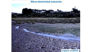 Wave-dominated estuaries
Lagoon mudflats
 