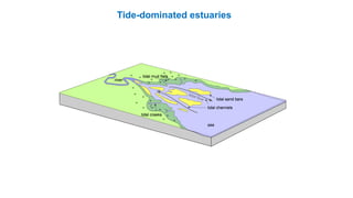 Tide-dominated estuaries
 