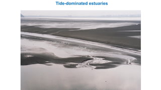 Tide-dominated estuaries
 