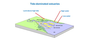 Land above high tide High water
Low water
Tide-dominated estuaries
 