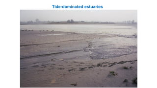 Tide-dominated estuaries
 
