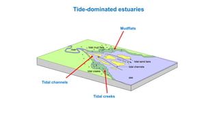 Tidal channels
Tidal creeks
Mudflats
Tide-dominated estuaries
 