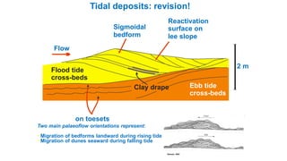 Two main palaeoflow orientations represent:
• Migration of bedforms landward during rising tide
• Migration of dunes seaward during falling tide
Tidal deposits: revision!
Seaward Landward
Reineck, 1963
Sigmoidal
bedform
Reactivation
surface on
lee slope
Clay drape
Current rippleson toesets
Ebb tide
cross-beds
Flood tide
cross-beds
2 m
Flow
 