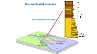 Tidal creeks
Mudflats
Tide-dominated estuaries
Tidal mudflats and tidal creeks
 