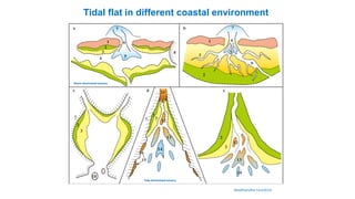 Tidal flat in different coastal environment
Modified after Fan(2013)
Wave-dominated estuary
Tide-dominated estuary
 