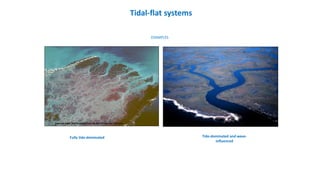 Coastal tidal flat, South CarolinaCoastal tidal flat unprotected by beach barrier, Burma
Tidal-flat systems
EXAMPLES
Fully tide-dominated Tide-dominated and wave-
influenced
 