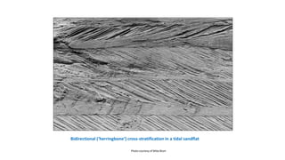 Bidirectional (‘herringbone’) cross-stratification in a tidal sandflat
Photo courtesy of Mike Blum
 