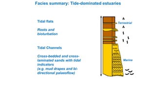 Terrestrial
Marine
Tidal flats
Roots and
bioturbation
Tidal Channels
Cross-bedded and cross-
laminated sands with tidal
indicators
(e.g. mud drapes and bi-
directional palaeoflow)
Facies summary: Tide-dominated estuaries
 