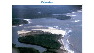 Estuaries
 
