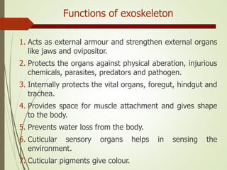 Functions of exoskeleton
1. Acts as external armour and strengthen external organs
like jaws and ovipositor.
2. Protects the organs against physical aberation, injurious
chemicals, parasites, predators and pathogen.
3. Internally protects the vital organs, foregut, hindgut and
trachea.
4. Provides space for muscle attachment and gives shape
to the body.
5. Prevents water loss from the body.
6. Cuticular sensory organs helps in sensing the
environment.
7. Cuticular pigments give colour.
 