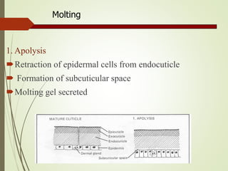 Molting
1. Apolysis
Retraction of epidermal cells from endocuticle
 Formation of subcuticular space
Molting gel secreted
 