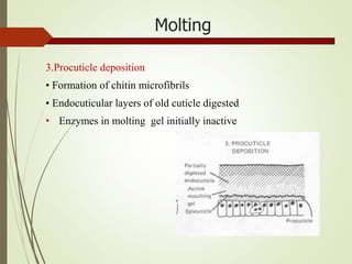 Molting
3.Procuticle deposition
• Formation of chitin microfibrils
• Endocuticular layers of old cuticle digested
• Enzymes in molting gel initially inactive
 