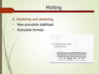 Molting
6. Hardening and darkening
• New procuticle stabilized.
• Exocuticle formed.
 
