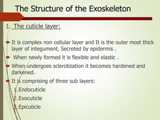 The Structure of the Exoskeleton
1. The cuticle layer:
 It is complex non cellular layer and It is the outer most thick
layer of integument, Secreted by epidermis .
 When newly formed it is flexible and elastic .
 When undergoes sclerotization it becomes hardened and
darkened.
 It is comprising of three sub layers:
1.Endocuticle
2.Exocuticle
3.Epicuticle
 