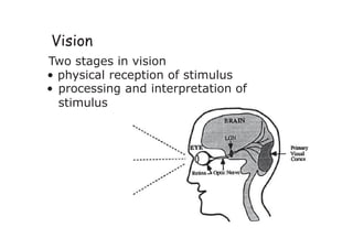 Vision
Two stages in vision
• physical reception of stimulus
• processing and interpretation of
stimulus
 