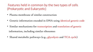 Features held in common by the two types of cells
(Prokaryotic and Eukaryotic)
• Plasma membrane of similar construction
• Genetic information encoded in DNA using identical genetic code
• Similar mechanisms for transcription and translation of genetic
information, including similar ribosomes
• Shared metabolic pathways (e.g., glycolysis and TCA cycle)
 