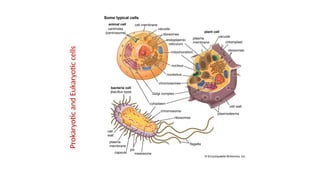 Prokaryotic
and
Eukaryotic
cells
 