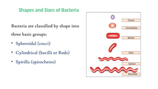 Bacteria are classified by shape into
three basic groups:
• Spheroidal (cocci)
• Cylindrical (bacilli or Rods)
• Spirilla (spirochetes)
Shapes and Sizes of Bacteria
 