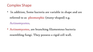 Complex Shape
• In addition, Some bacteria are variable in shape and are
referred to as pleomorphic (many-shaped) e.g.
Actinomycetes.
• Actinomycetes, are branching filamentous bacteria
resembling fungi. They possess a rigid cell wall.
 