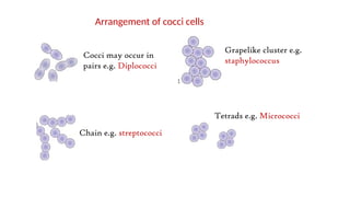 Cocci may occur in
pairs e.g. Diplococci
Chain e.g. streptococci
Grapelike cluster e.g.
staphylococcus
Tetrads e.g. Micrococci
Arrangement of cocci cells
 