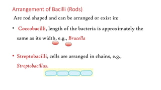 Arrangement of Bacilli (Rods)
Are rod shaped and can be arranged or exist in:
• Coccobacilli, length of the bacteria is approximately the
same as its width, e.g., Brucella
• Streptobacilli, cells are arranged in chains, e.g.,
Streptobacillus.
 