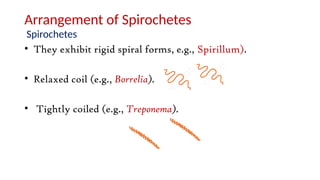 Arrangement of Spirochetes
Spirochetes
• They exhibit rigid spiral forms, e.g., Spirillum).
• Relaxed coil (e.g., Borrelia).
• Tightly coiled (e.g., Treponema).
 