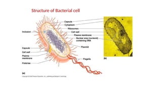 Structure of Bacterial cell
 