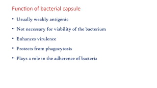 Function of bacterial capsule
• Usually weakly antigenic
• Not necessary for viability of the bacterium
• Enhances virulence
• Protects from phagocytosis
• Plays a role in the adherence of bacteria
 