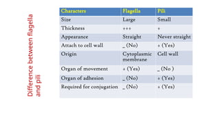 Characters Flagella Pili
Size Large Small
Thickness +++ +
Appearance Straight Never straight
Attach to cell wall _ (No) + (Yes)
Origin Cytoplasmic
membrane
Cell wall
Organ of movement + (Yes) _ (No )
Organ of adhesion _ (No) + (Yes)
Required for conjugation _ (No) + (Yes)
Difference
between
flagella
and
pili
 